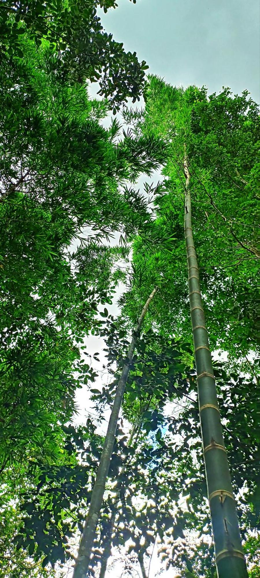 Hotel Ecologico Makalombia La Macarena Kültér fotó