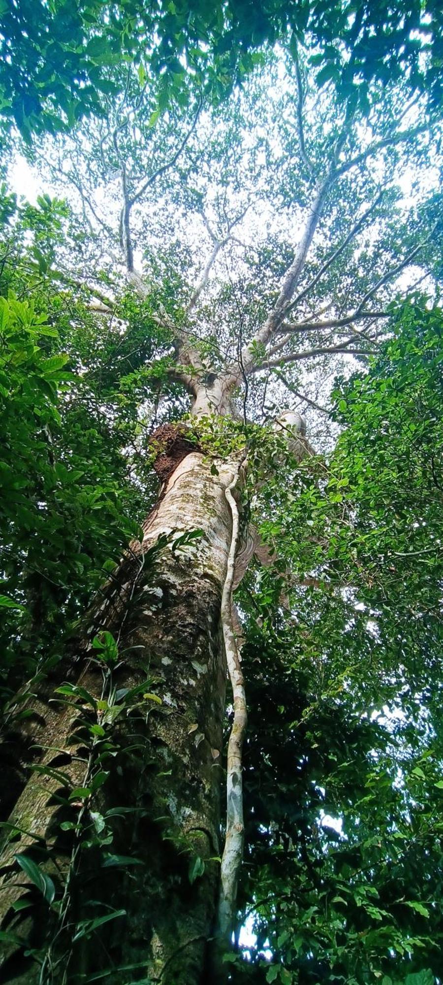 Hotel Ecologico Makalombia La Macarena Kültér fotó